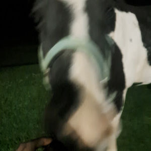 Meet your Posher, Amrie